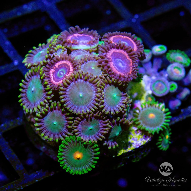 B19 - Zoa Combo *3 DIFFERENT ZOAS!* - WYSIWYG