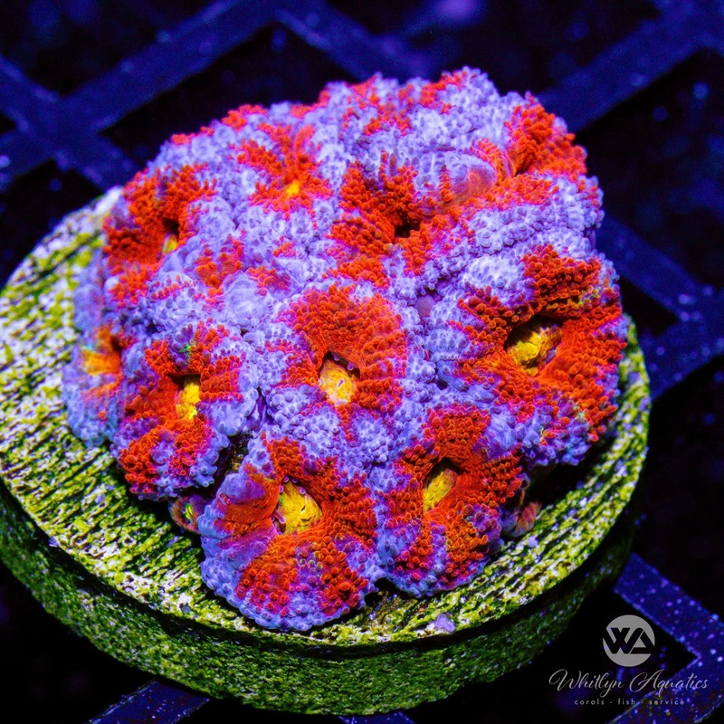 B42 - WA Mixed Berries Acan - WYSIWYG