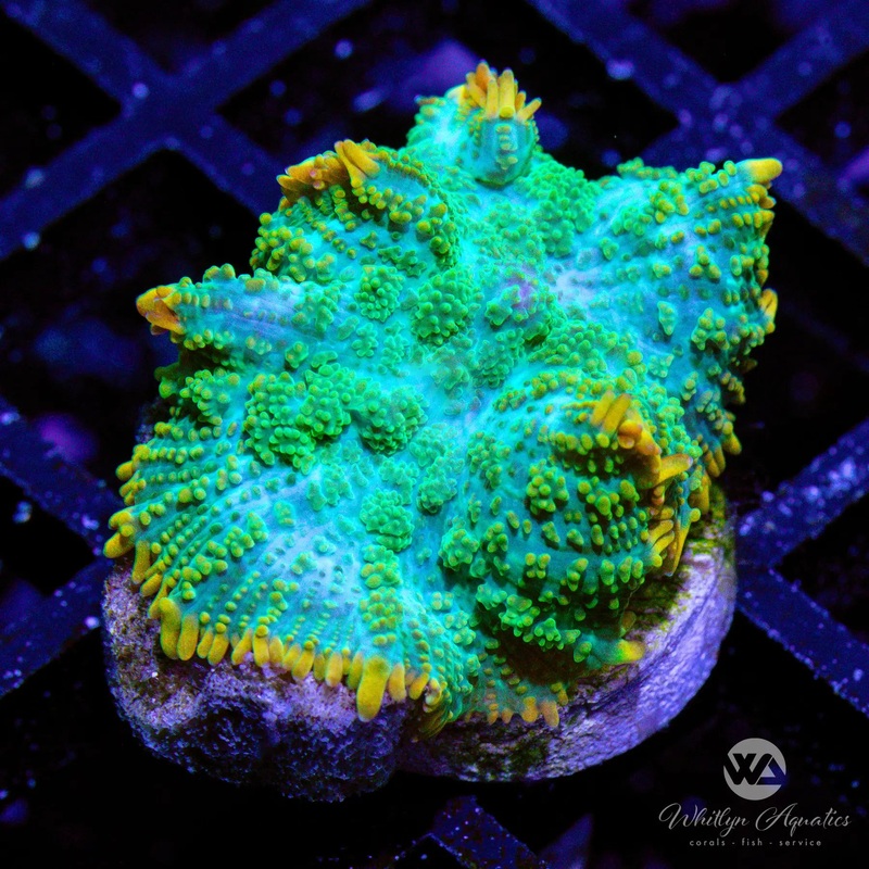 B45 - WA Gatorade Mushroom - WYSIWYG