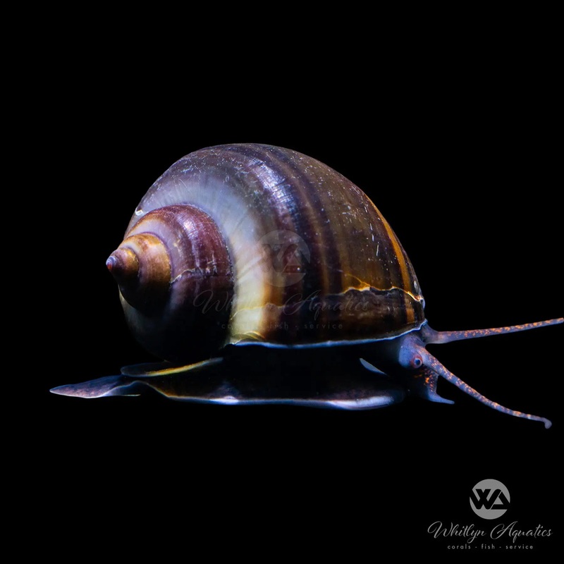 Black Mystery Snail - Pomacea sp.