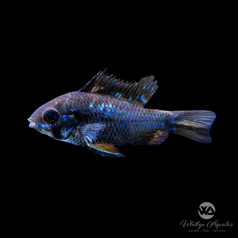 Black Ram - Mikrogeophagus ramirezi