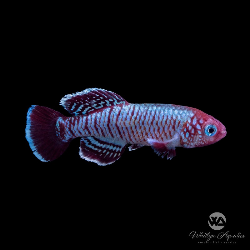 Blue Egger's Killifish - Nothobranchius eggersi