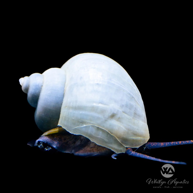 Blue Mystery Snail - Pomacea sp.