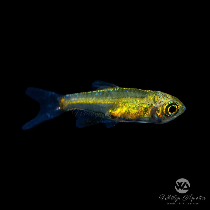 Blue Neon Rasbora - Microdevario kubotai
