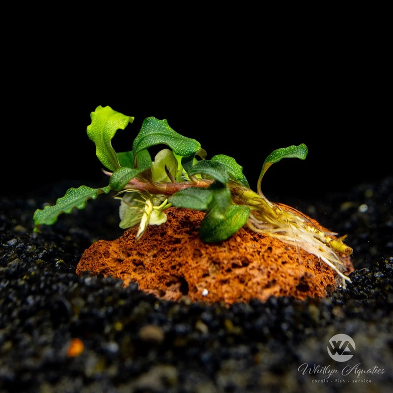 Bucephalandra brownie kapuas on lava rock