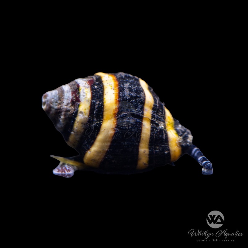 Bumblebee Snail - Pusiostoma Mendicaria
