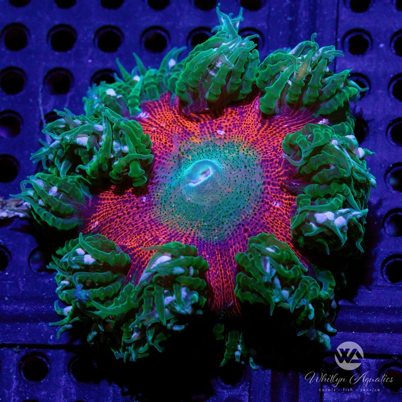 C10 - Rock Flower Anemone - WYSIWYG