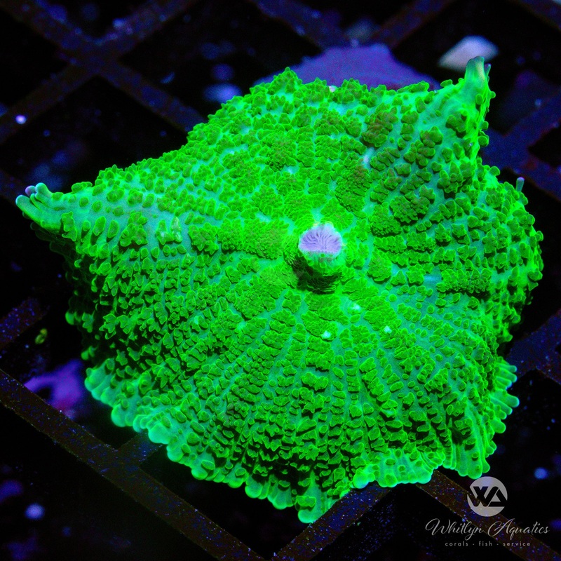 C12 - WA Jolly Green Rhodactis - WYSIWYG