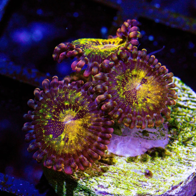 C19 - WA Pandora Zoa - WYSIWYG