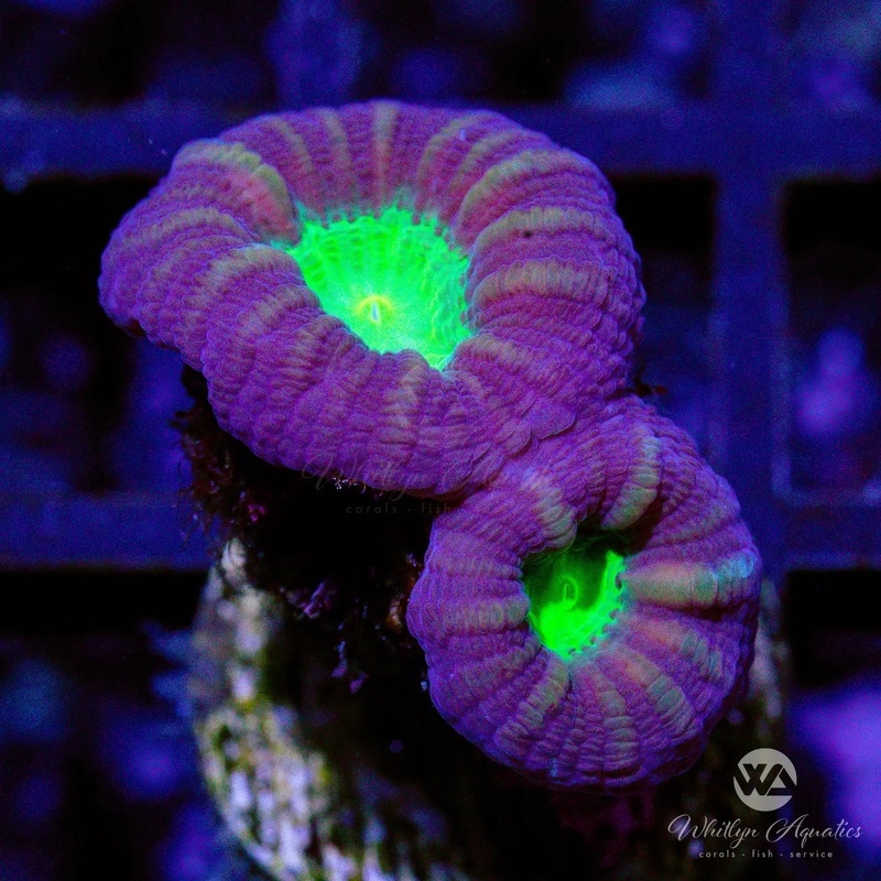 C39 - Purple & Green Trumpet - WYSIWYG