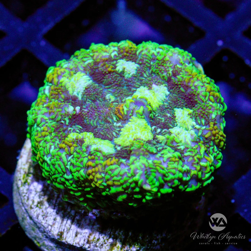 C46 - WA T Virus Mushroom - WYSIWYG