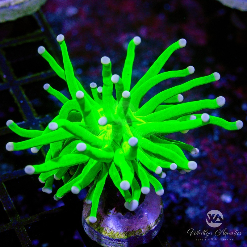 C57 - [NEW RELEASE!] WA Slimer Torch - WYSIWYG