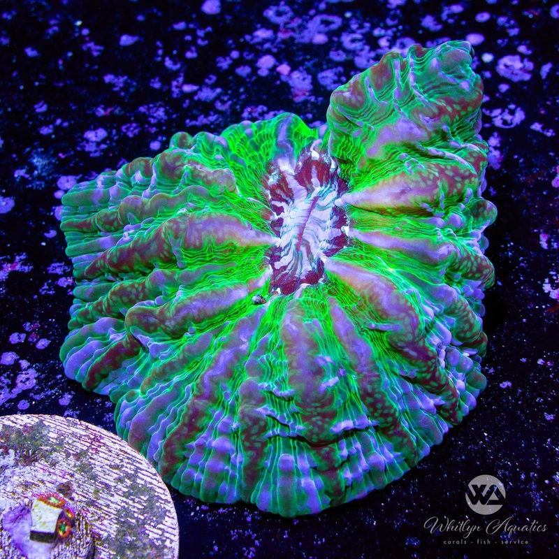 C58 - WA Joker Cynarina (~5") - WYSIWYG