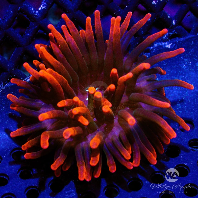 C59 - Black Widow Anemone - WYSIWYG