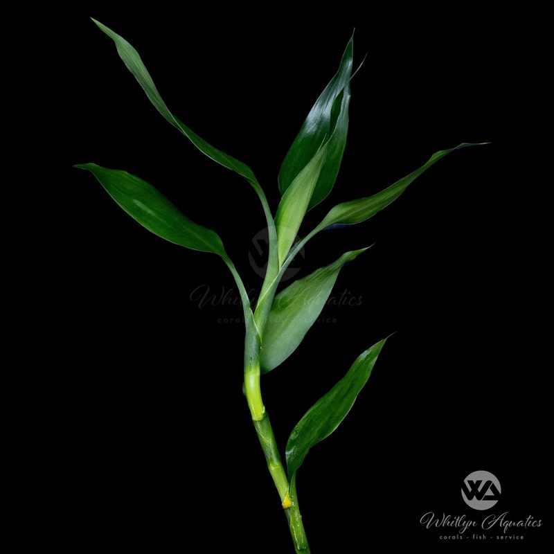 Chinese Bamboo Green - dracaena sanderiana