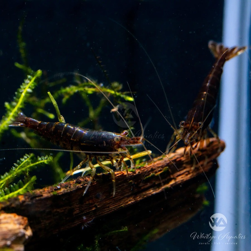 Chocolate Shrimp - Neocaridina sp.