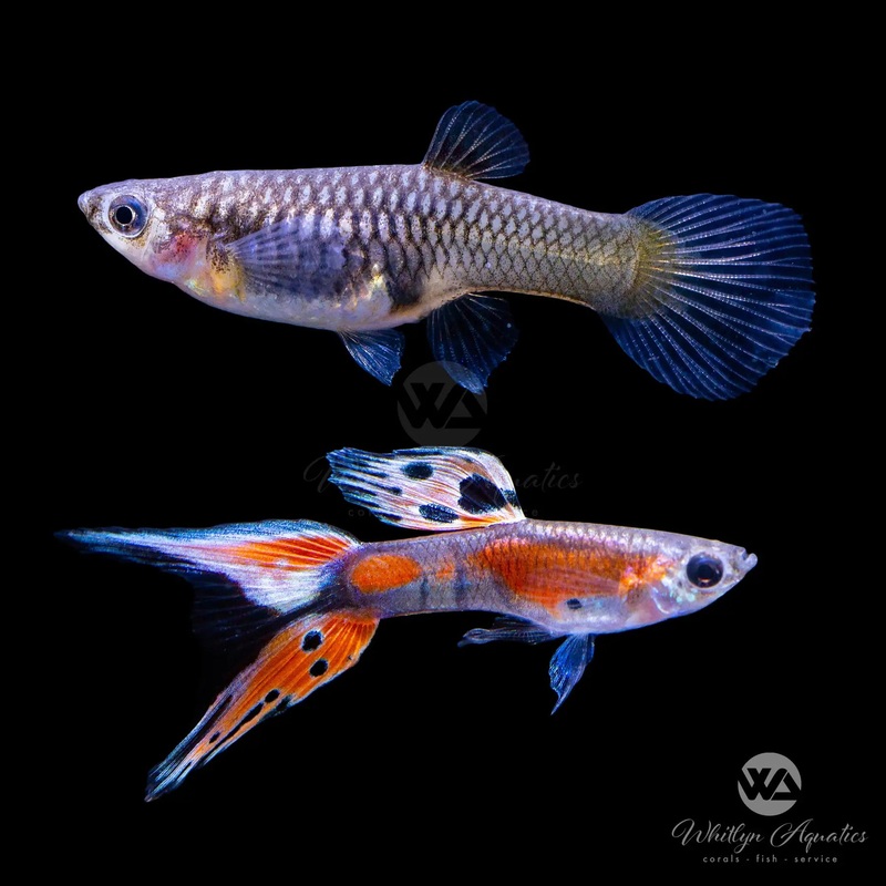 Coral Red Double Sword Guppy Pair (1M1F) - Poecilia reticulata