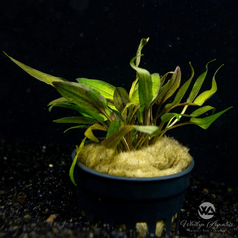 Cryptocoryne florida sunset - pot