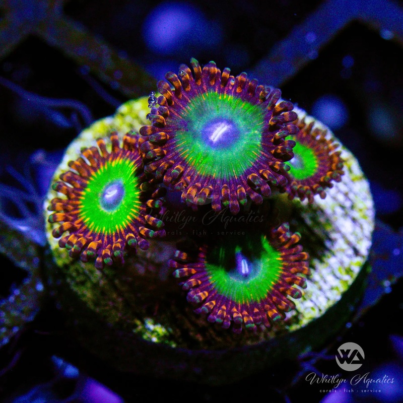 D40 - Candy Apple Red Zoa - WYSIWYG