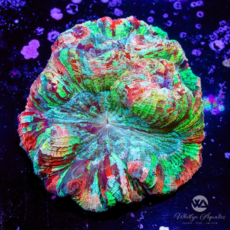 D56 - Ultra Rainbow Trachy (~5") - WYSIWYG