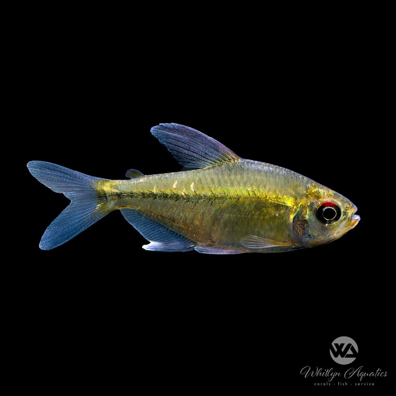 Diamond Tetra - Makunaima pittieri