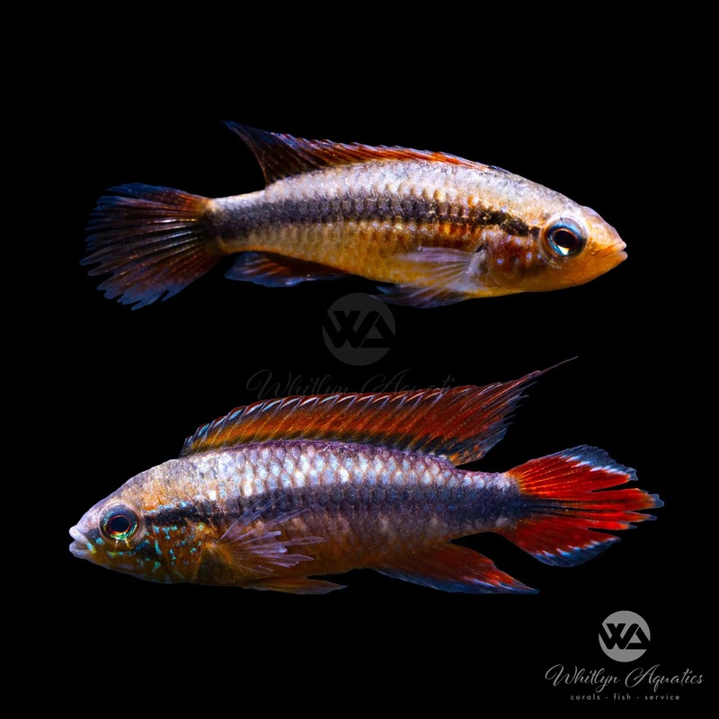 Double Red Apistogramma Agassizii