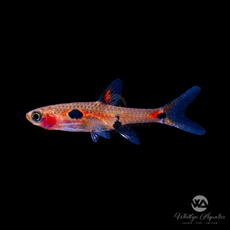 Dwarf Spotted Rasbora - Boraras maculatus