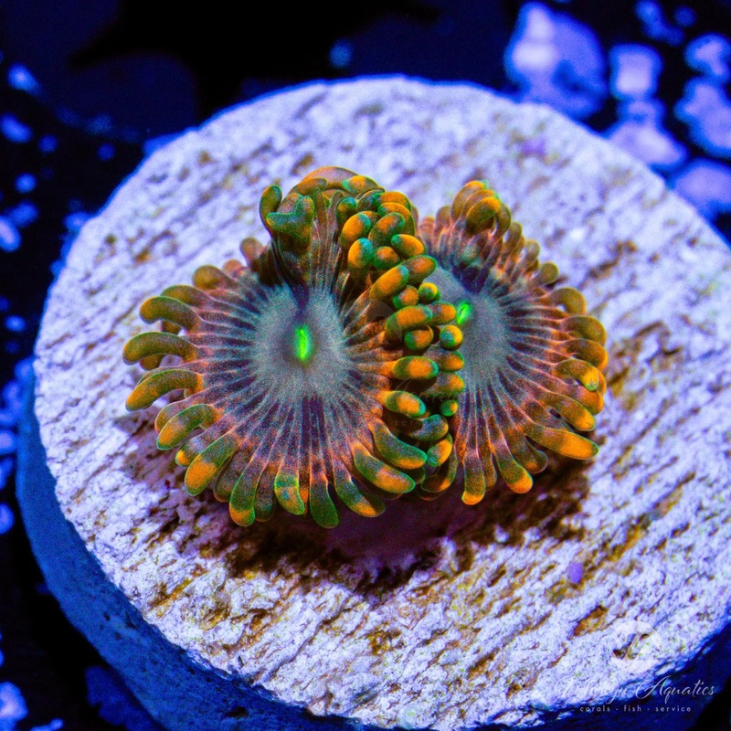 Fairy Fart Zoanthid (Aquacultured)