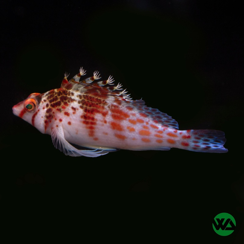 Falco Hawkfish - Cirrhitichthys falco