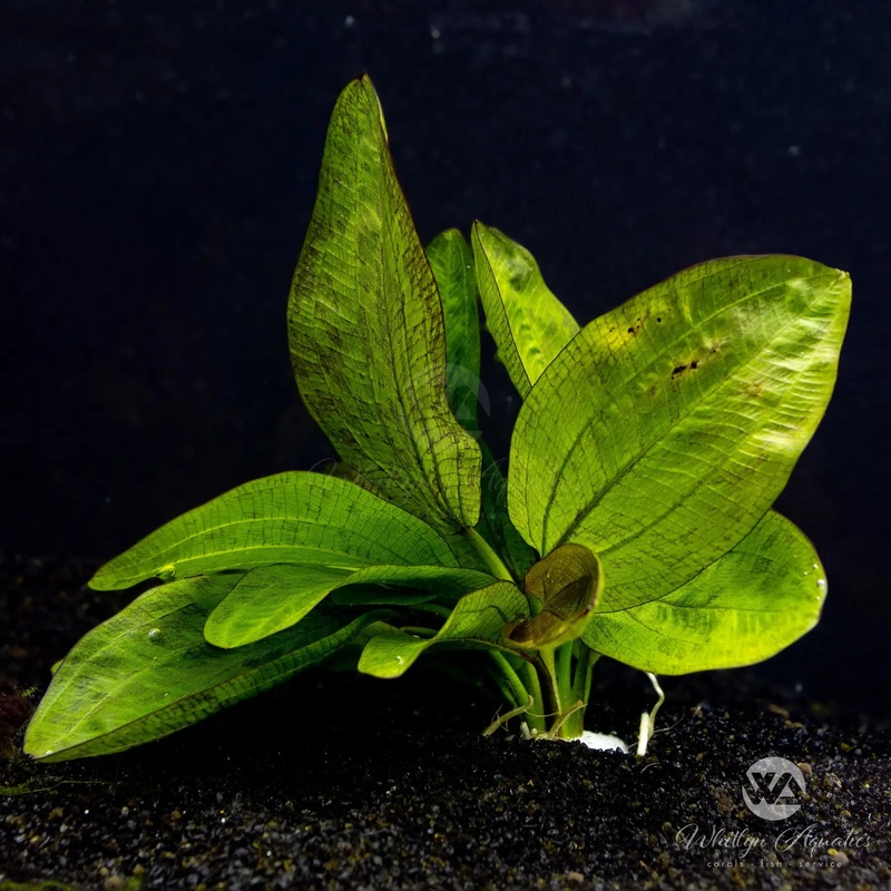 Fancy Twist Sword - Echinodorus sp.