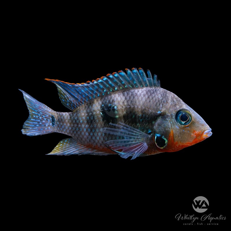 Firemouth Meeki Cichlid - Thorichthys meeki