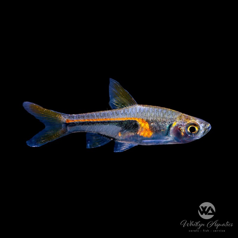 Glowlight Rasbora - Trigonostigma hengeli