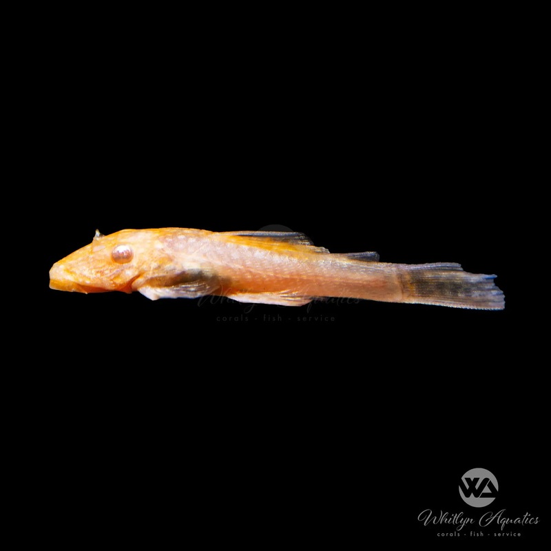 Gold Albino Bristlenose Pleco - Ancistrus cirrhosus