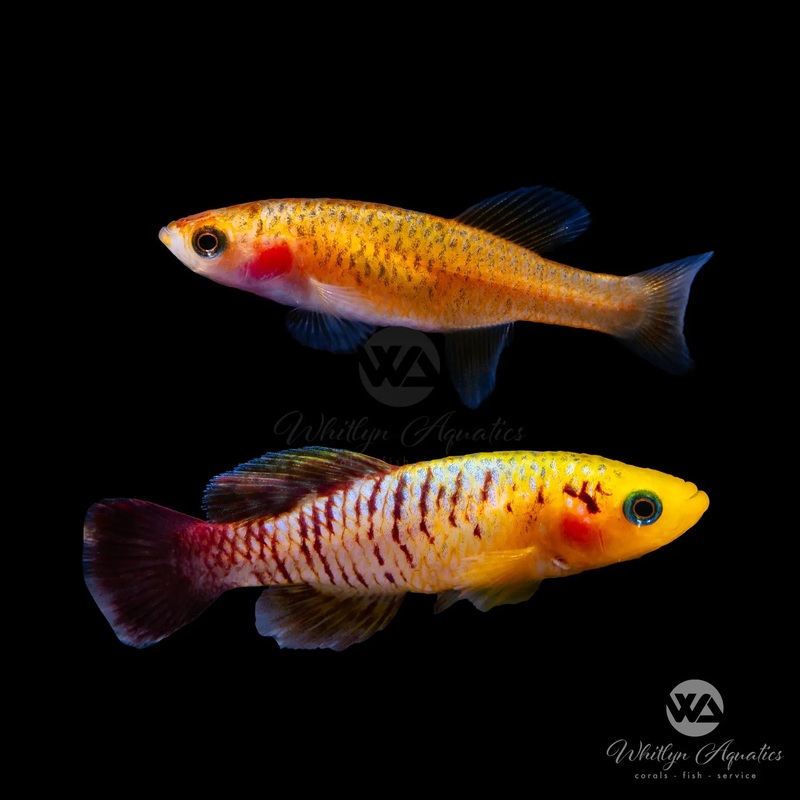 Gold Nothobranchius Guentheri Killifish (Pair) (1M1F)