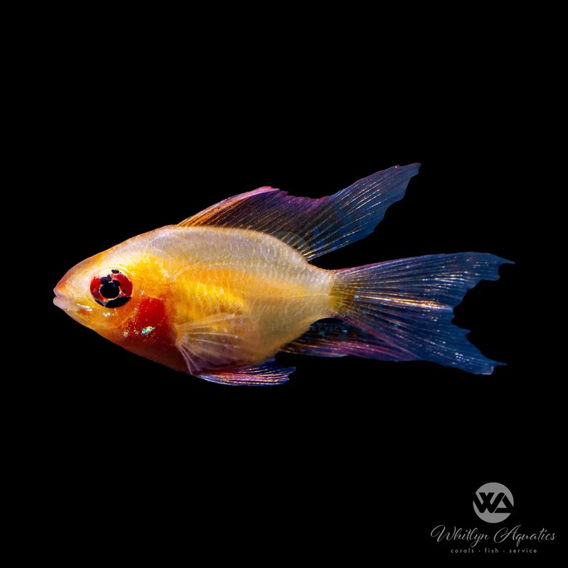 Golden Balloon Longfin Ram - Mikrogeophagus ramirezi