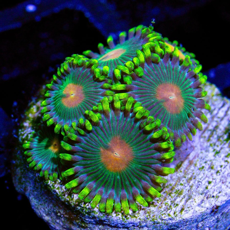 Green Bay Packer Zoanthid (Aquacultured)