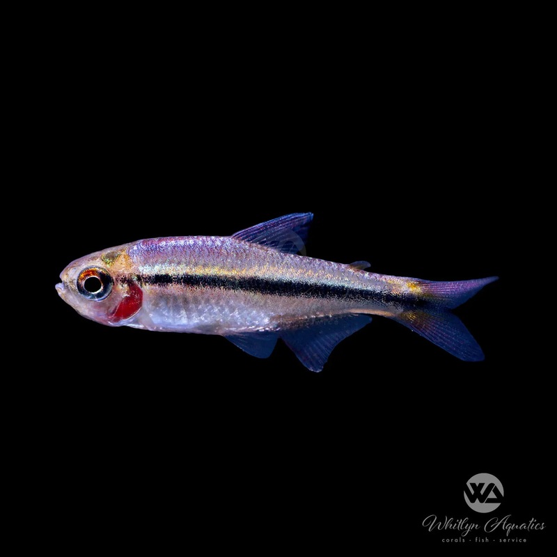 Imperial Lapis Tetra - Hyphessobrycon sp. lapis