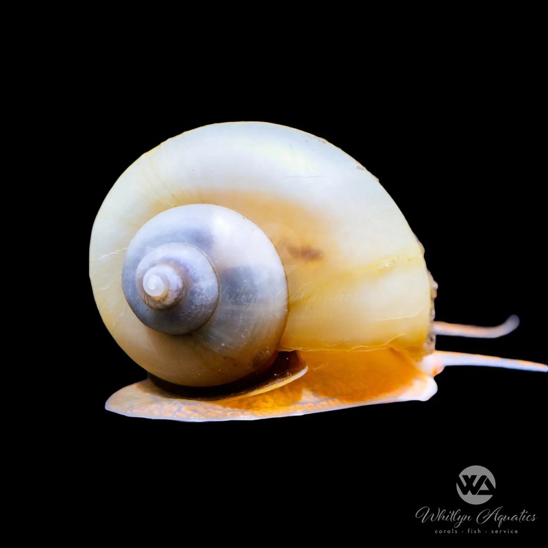 Ivory Mystery Snail - Pomacea sp.