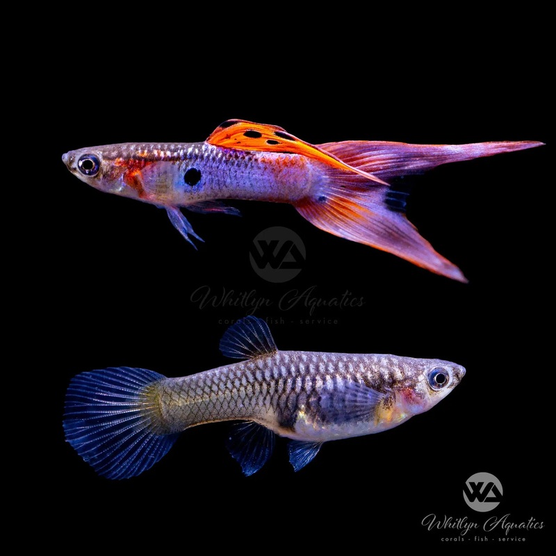 Japan Blue Red Double Sword Guppy Pair (1M1F) - Poecilia reticulata