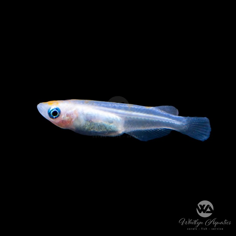 Japanese Galaxy Medaka Ricefish - Oryzias latipes