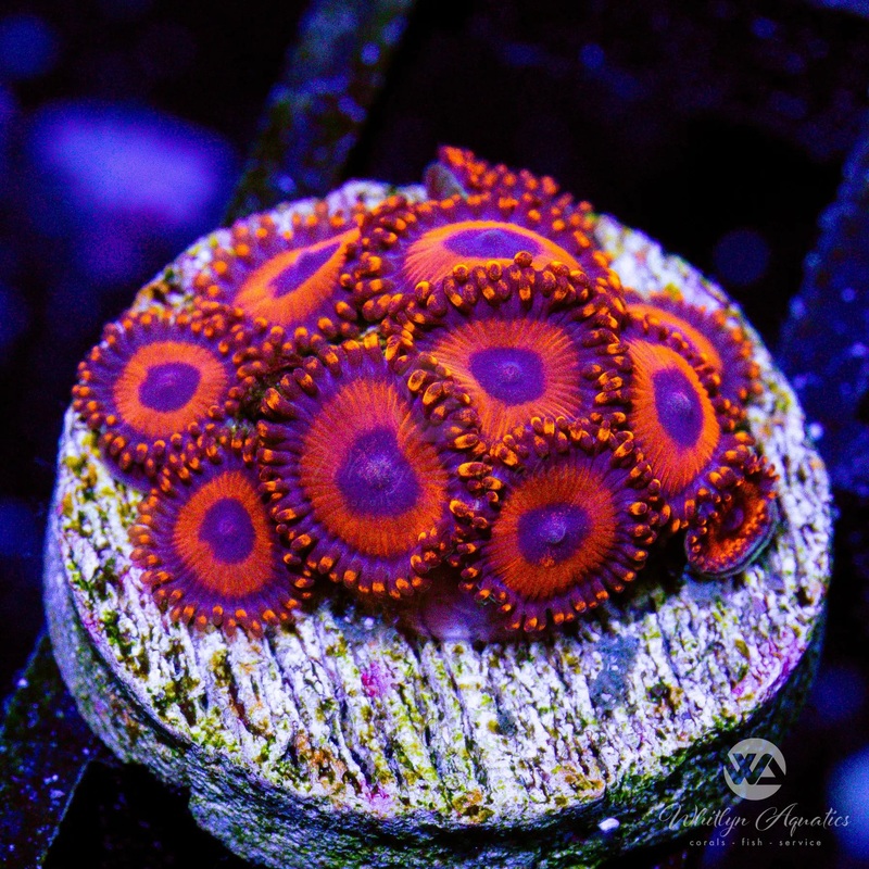 Kedd's Reds Zoanthid (Aquacultured)