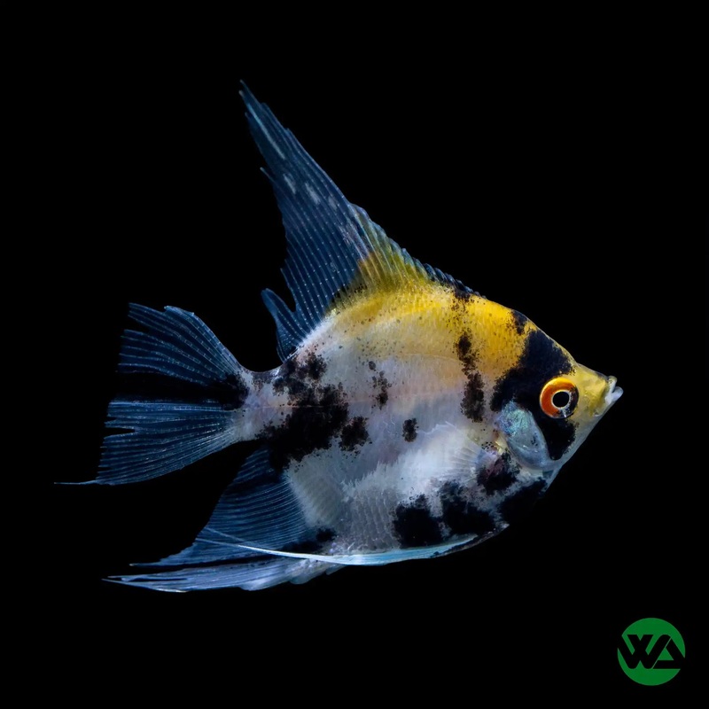 Koi Angelfish - Pterophyllum scalare