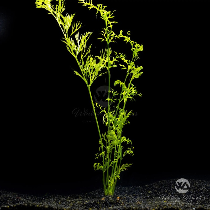 Lace Leaf Water Sprite - Ceratopteris thalictroides