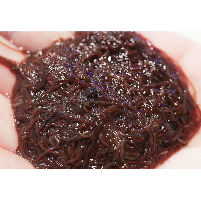 Live Blackworms - approx 1.5 ounces
