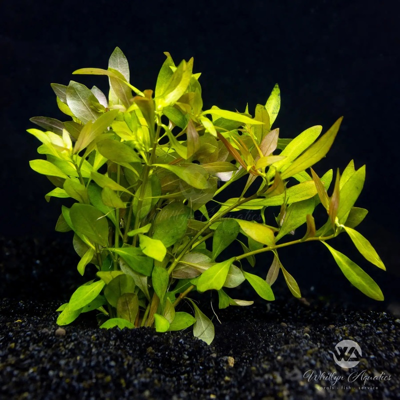 Ludwigia repens