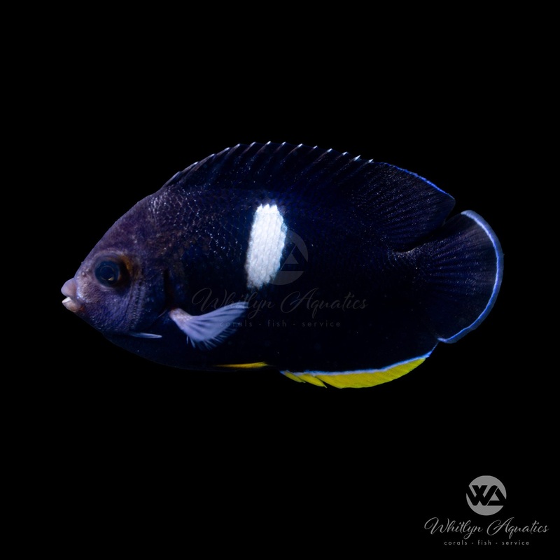 Melas Angelfish - Centropyge tibicen