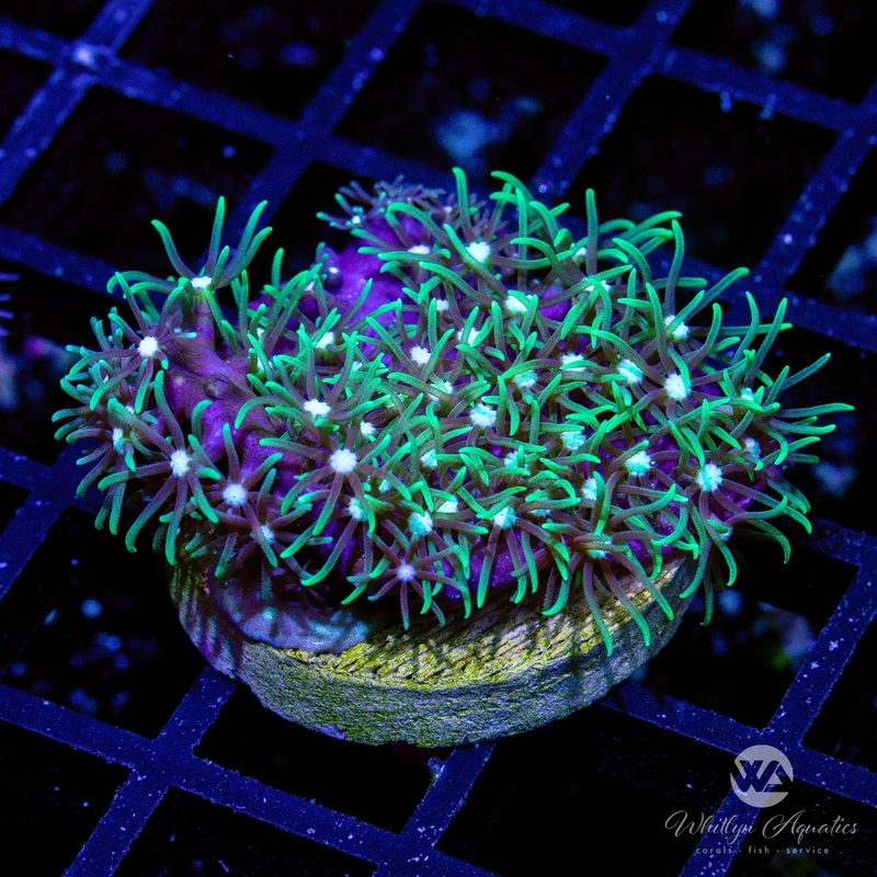 Metallic Green Star Polyps