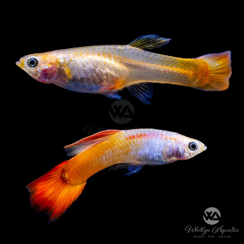 Micariff Sunset Guppy Pair (1M1F)