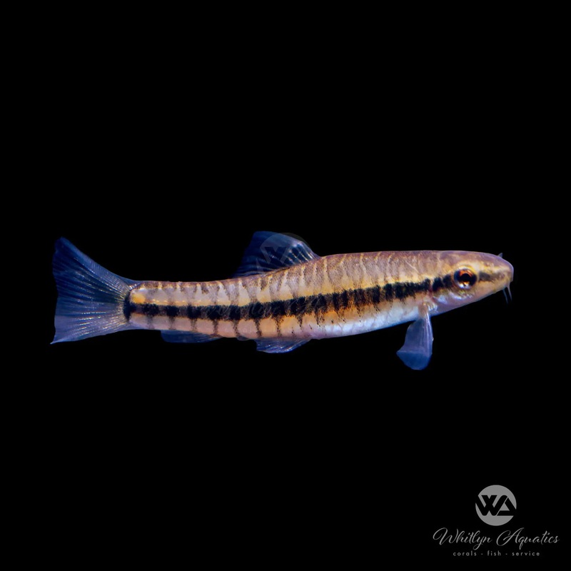 Mini Zebra Loach - Yunnanilus pulcherrimus