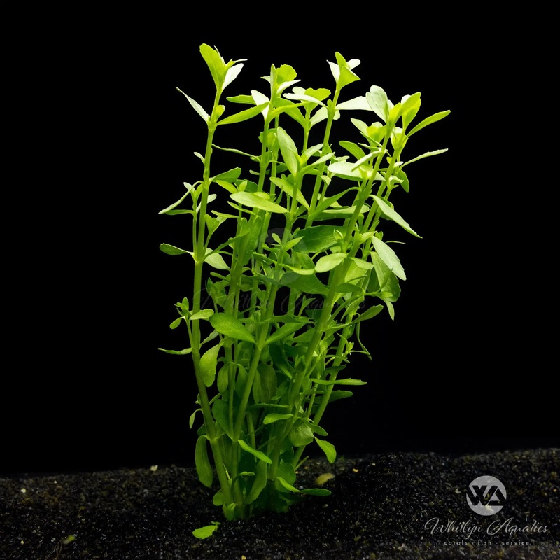 Moneywort - Bacopa Monnieri
